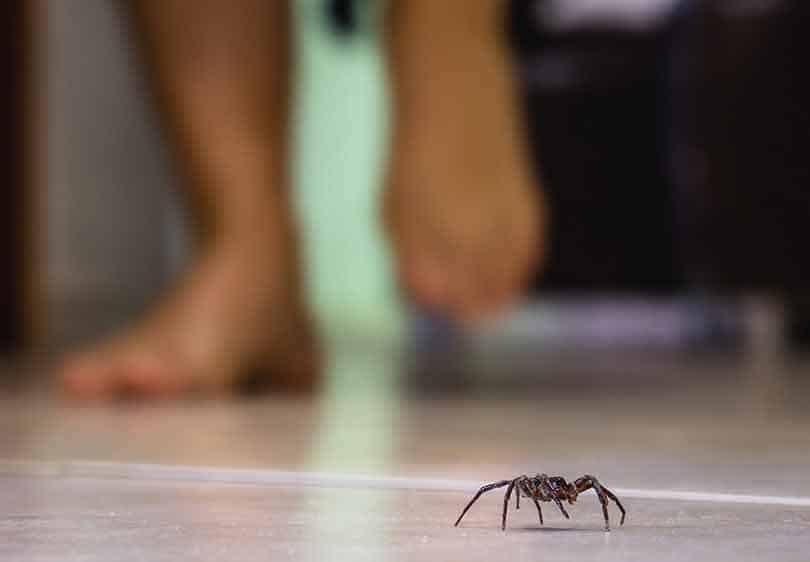 Spider on the floor in front of a lady walking barefoot on the floor