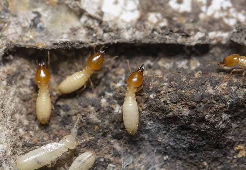 picture of termite soilders and termite workers