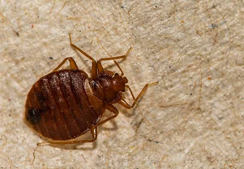 Picture of an adult bed bug