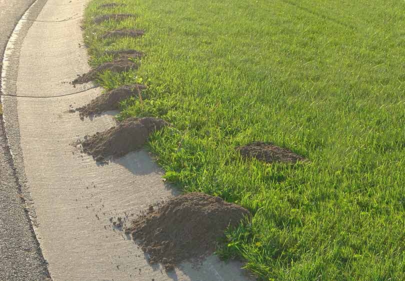 picture of gopher mound damage to grass along the edge of a homeowners yard