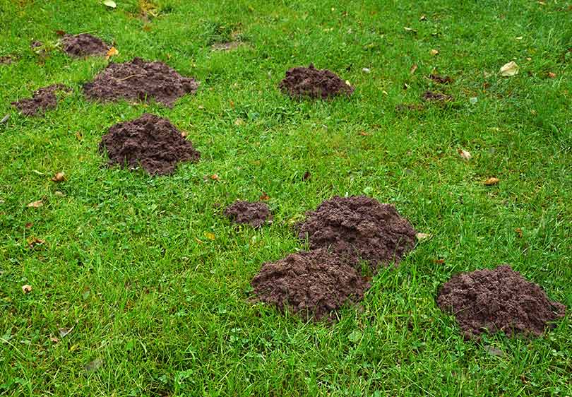 Pictures of gopher damage and mounds on a residential lawn