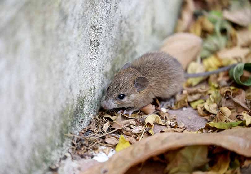 Mouse scurrying along foundation of a house