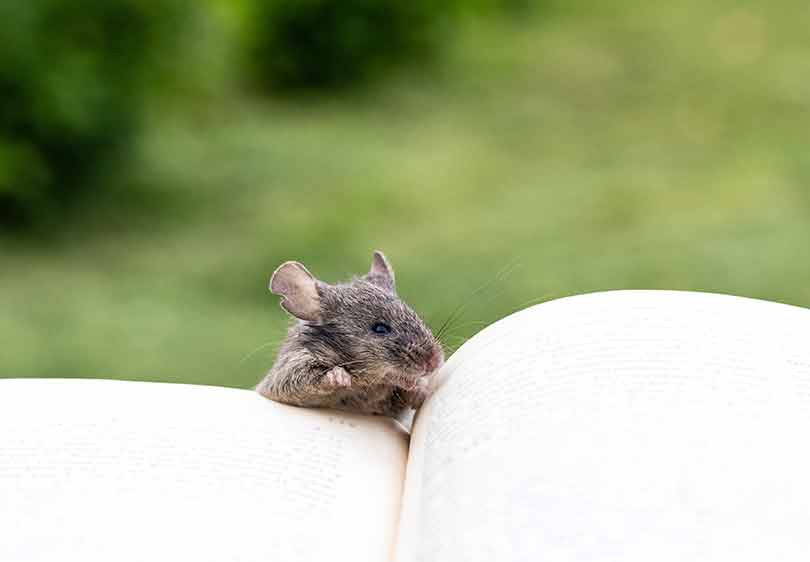 Mouse in the back yard climbing on a book