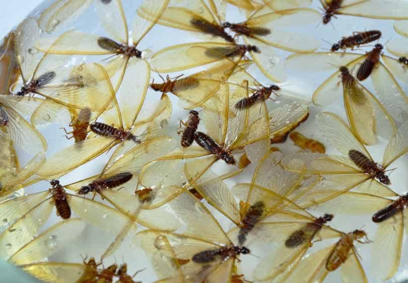 picturee of subterranean winged termites swarming
