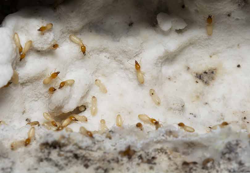 picture of termites proving temites live in colder climates such as Utah