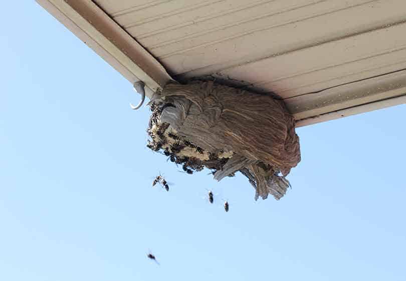large wasp nest under the eaves of a home
