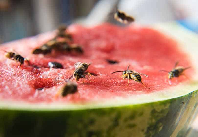 wasps feeding on watermelon at a family gathering in back yard