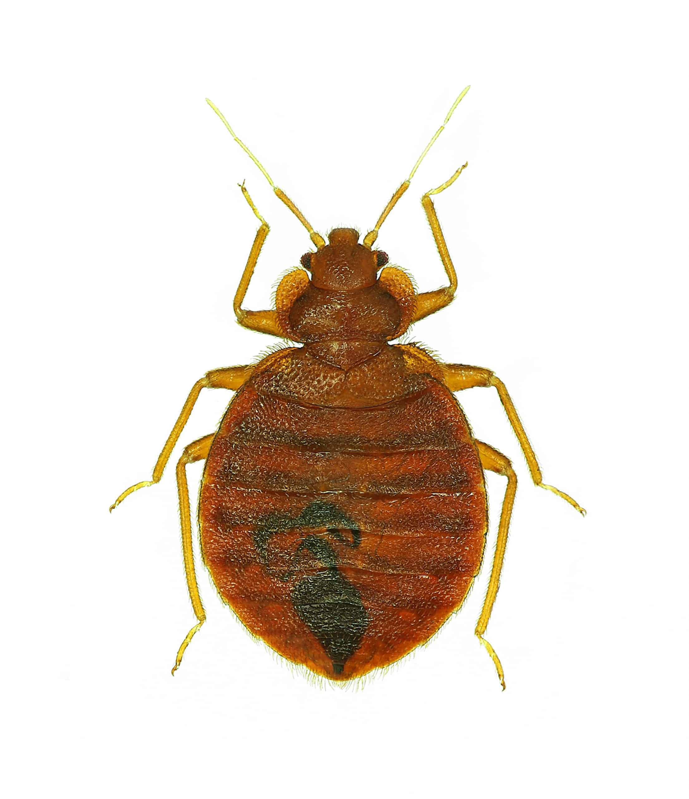 Bed bug 2 scaled 1