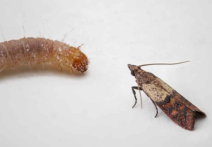 Indian Meal Moth Larvae