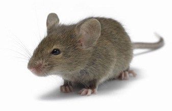 Mouse-Mice-Utah