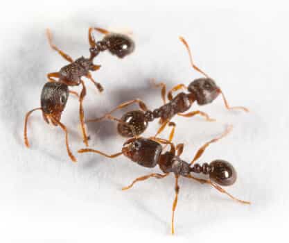 Use for learning center thumbnail Pavement Ants