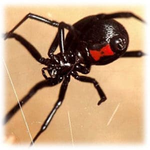 utah black widow spiders 300x300 1