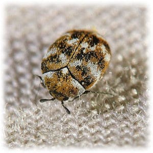 utah carpet beetles 300x300 1