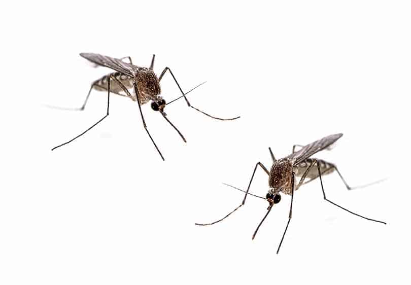 Mosquitoes-Utah