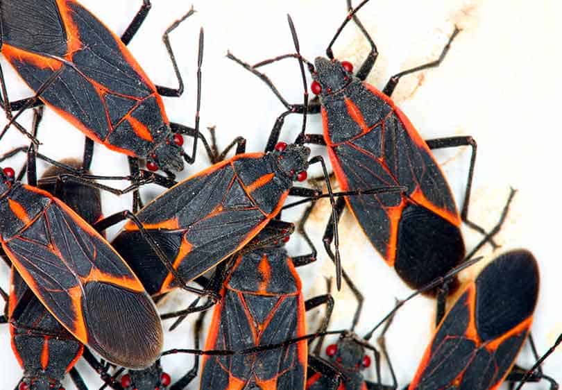 Picture of Box Elder Bugs