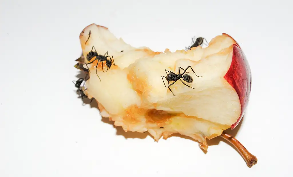 Ant control in Utah by Guardian Pest Control