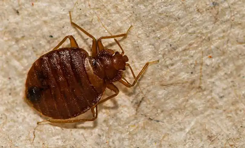 Bed bug extermination in Utah homes and hotels