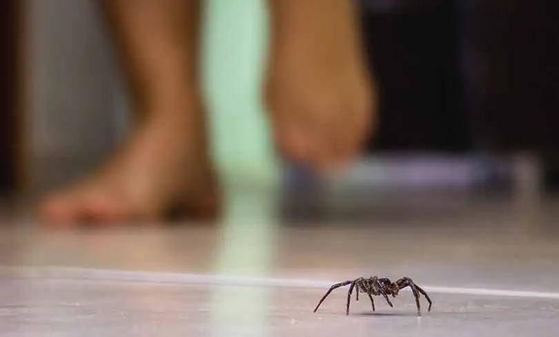Utah spider control treatments for homes & businesses
