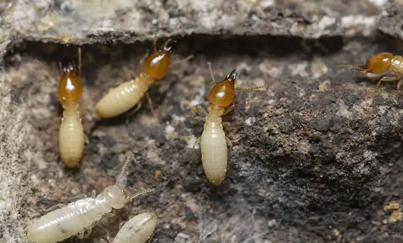 Termite inspection and treatment in Utah