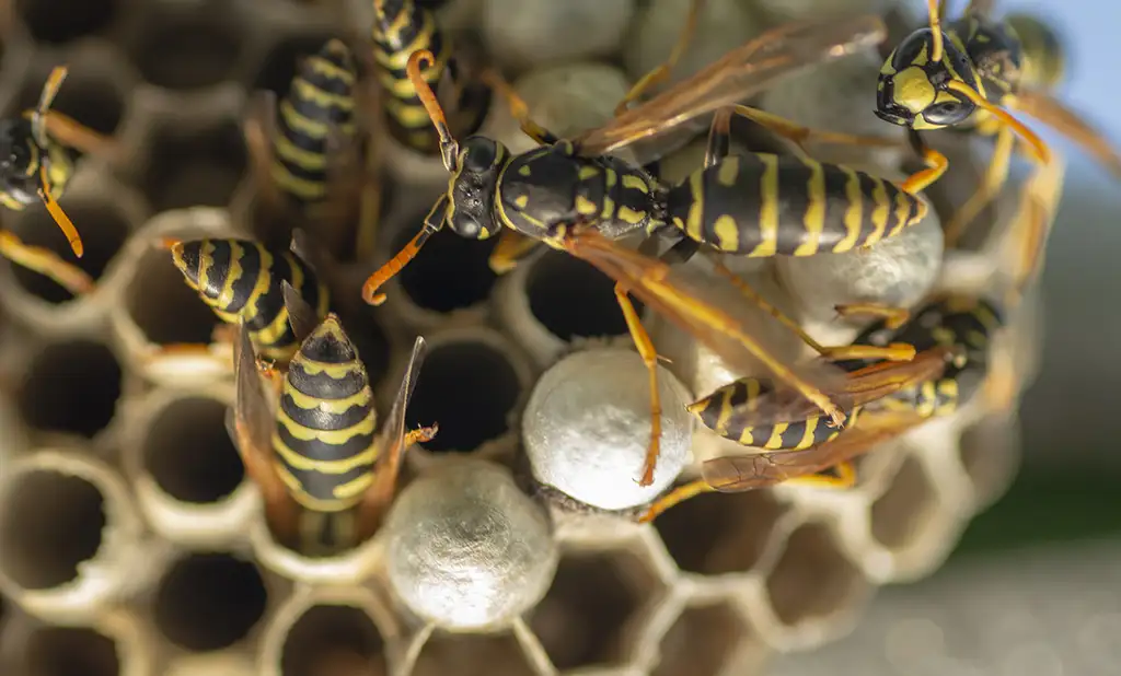 Safe wasp and bee nest removal in Utah