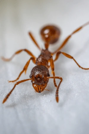 Ant Control 1