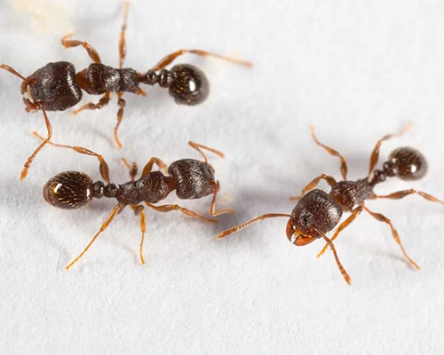 Utah Ant Problem
