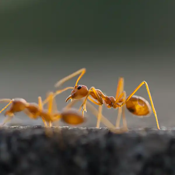 Close-up of ants crawling on a kitchen countertop, a common pest problem in Utah homes.