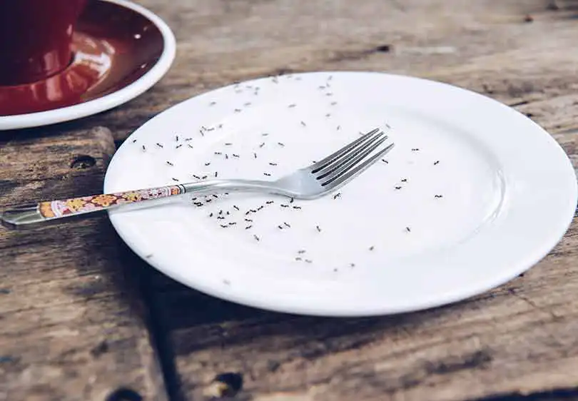 Group of ants on Guardian Pest Control ant service page