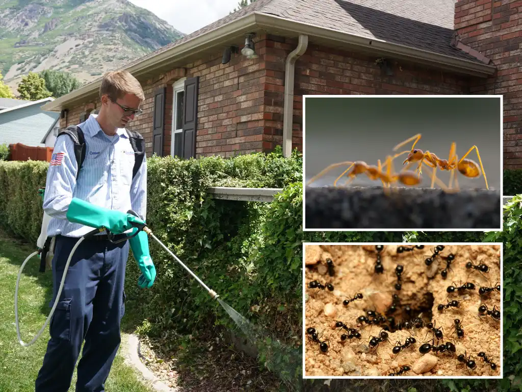 Technician applying outdoor ant control around home foundation in Orem, Utah.