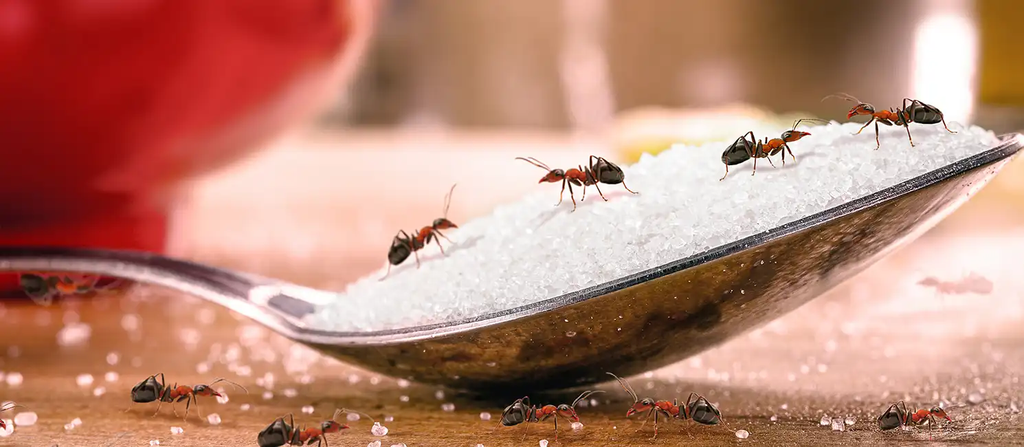 Ants crawling over a spoonful of sugar in a home kitchen, illustrating a common ant infestation.