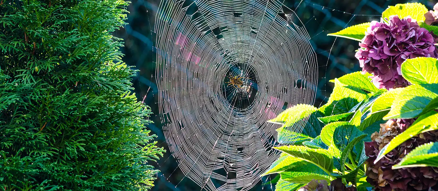 Spider on a web next to a home exterior, illustrating spider activity and the need for professional spider control in Utah.
