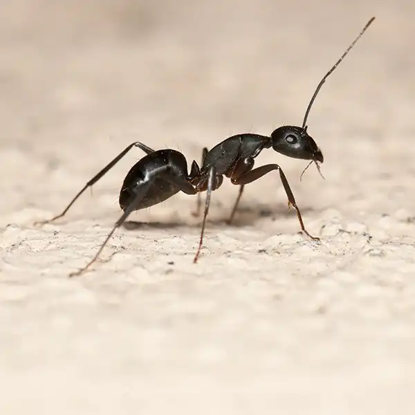 Close-up of a single ant used in Utah pest control services.