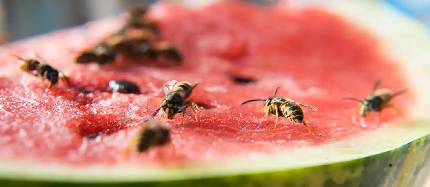 noto wasps watermelon